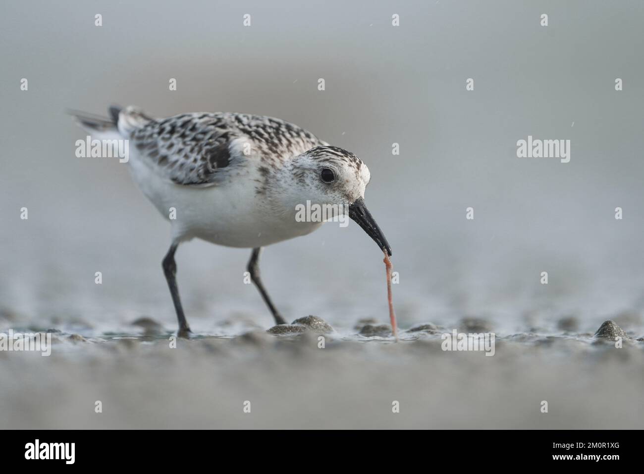 Sanderling foraging on a sand worm. Stock Photo