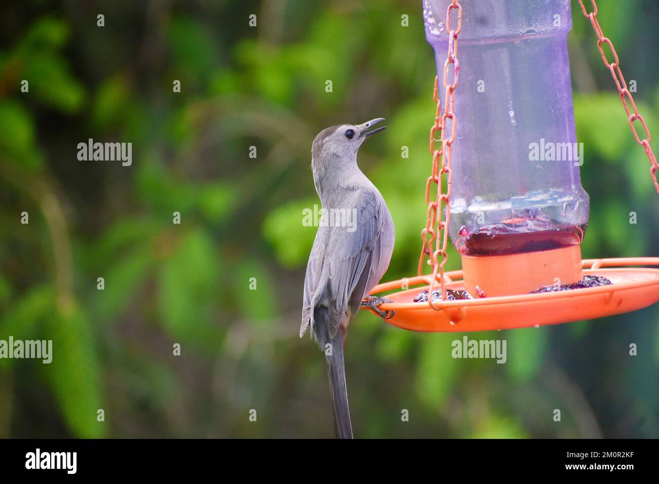 Gray Catbird eating grape jelly at oriole feeder Stock Photo Alamy
