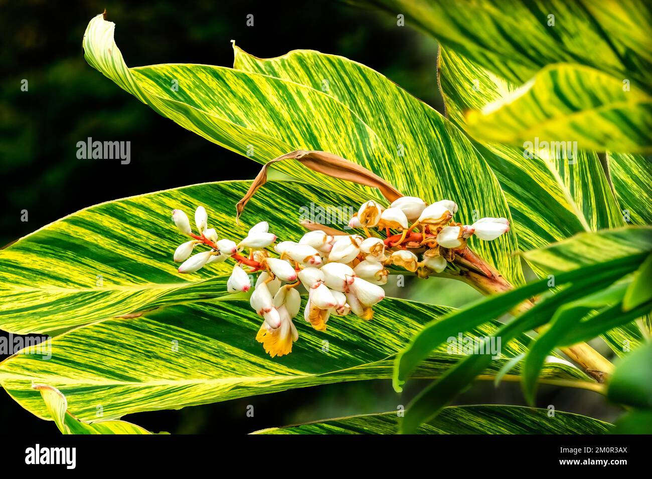 White Yellow Shell Ginger Flowers Green Yellow Leaves Waikiki Honolulu Hawaii Alpinia Zerumbet Also know as Shell Plant and Porcelain Lily Stock Photo