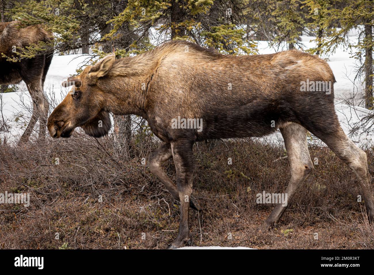 Static Display of a Female Moose (Cow) in Fairbanks, Alaska Stock Photo