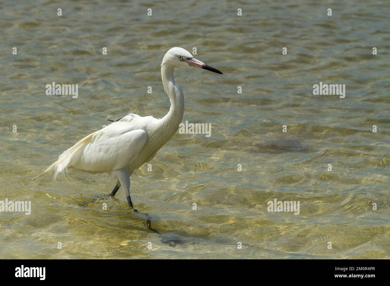 Reddish egret white morph fishing near the beach in southwest Florida. Stock Photo