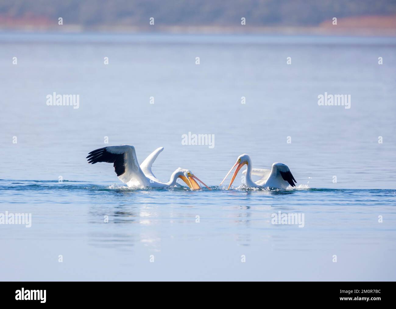 American White Pelicans Feeding Stock Photo