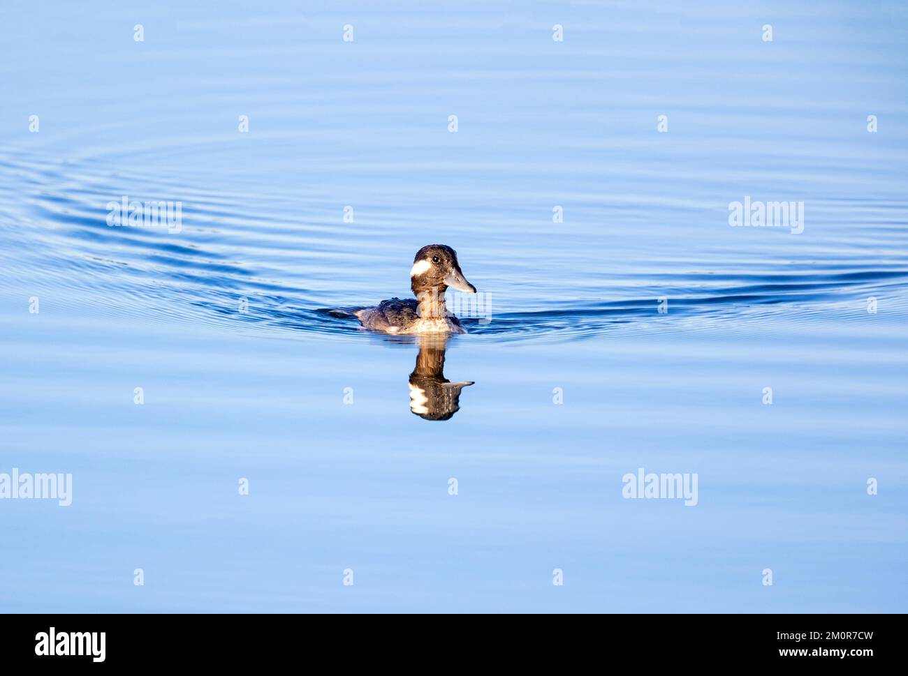 Bufflehead Female Swimming Toward Camera Stock Photo