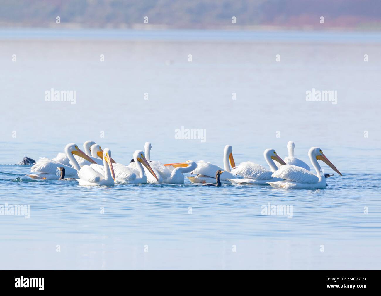 Flock of American White Pelicans Stock Photo