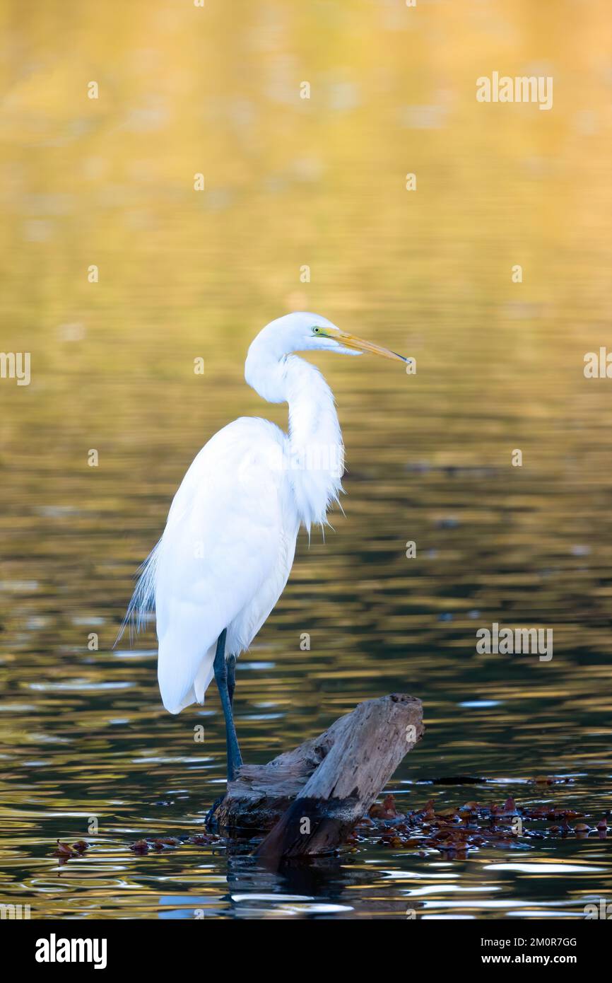 Great Egret Golden Water Background Stock Photo
