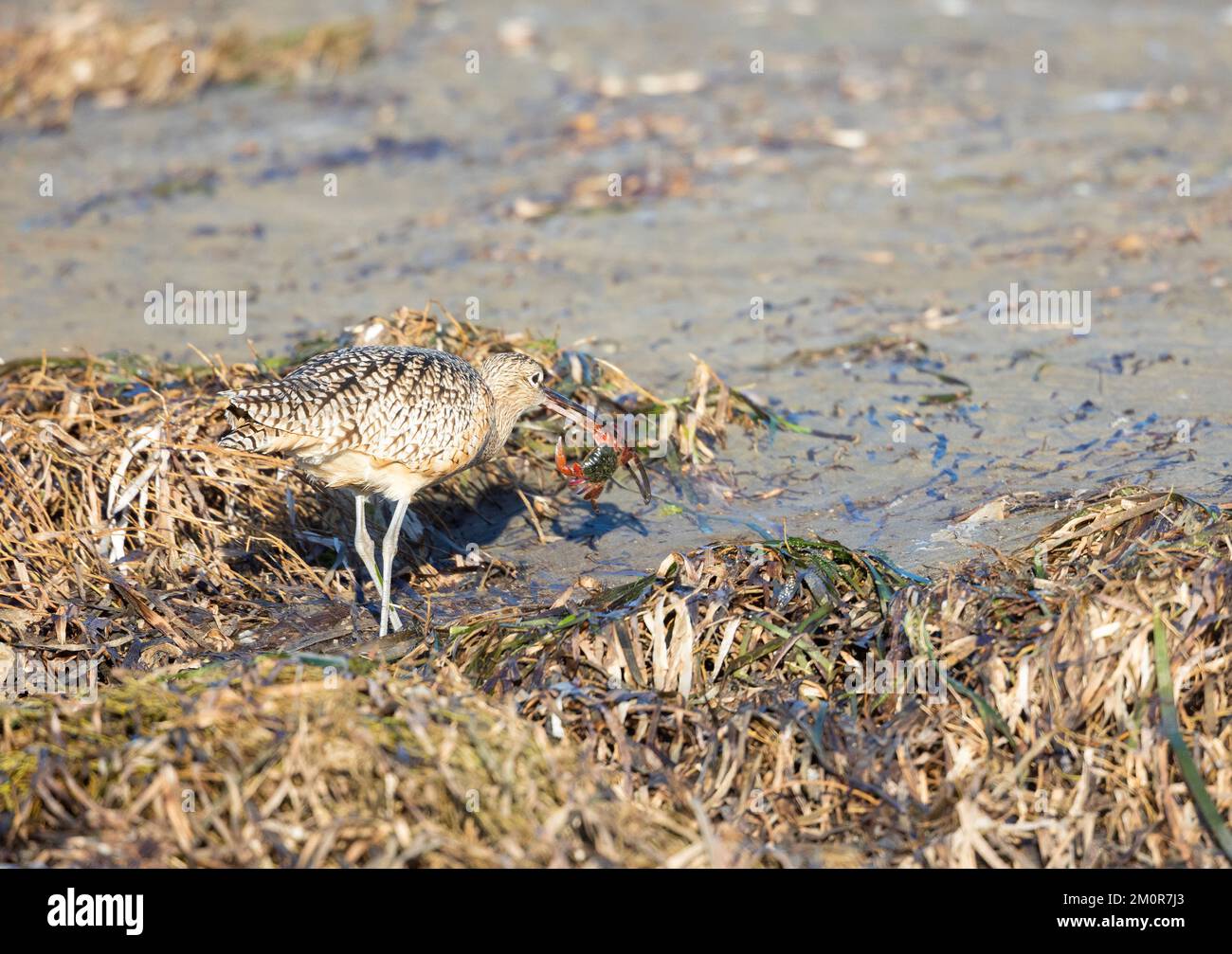 Long billed Curlew with Red legged Crab Stock Photo