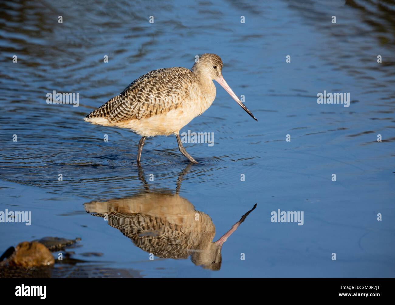 Marbled Godwit and Reflection Stock Photo