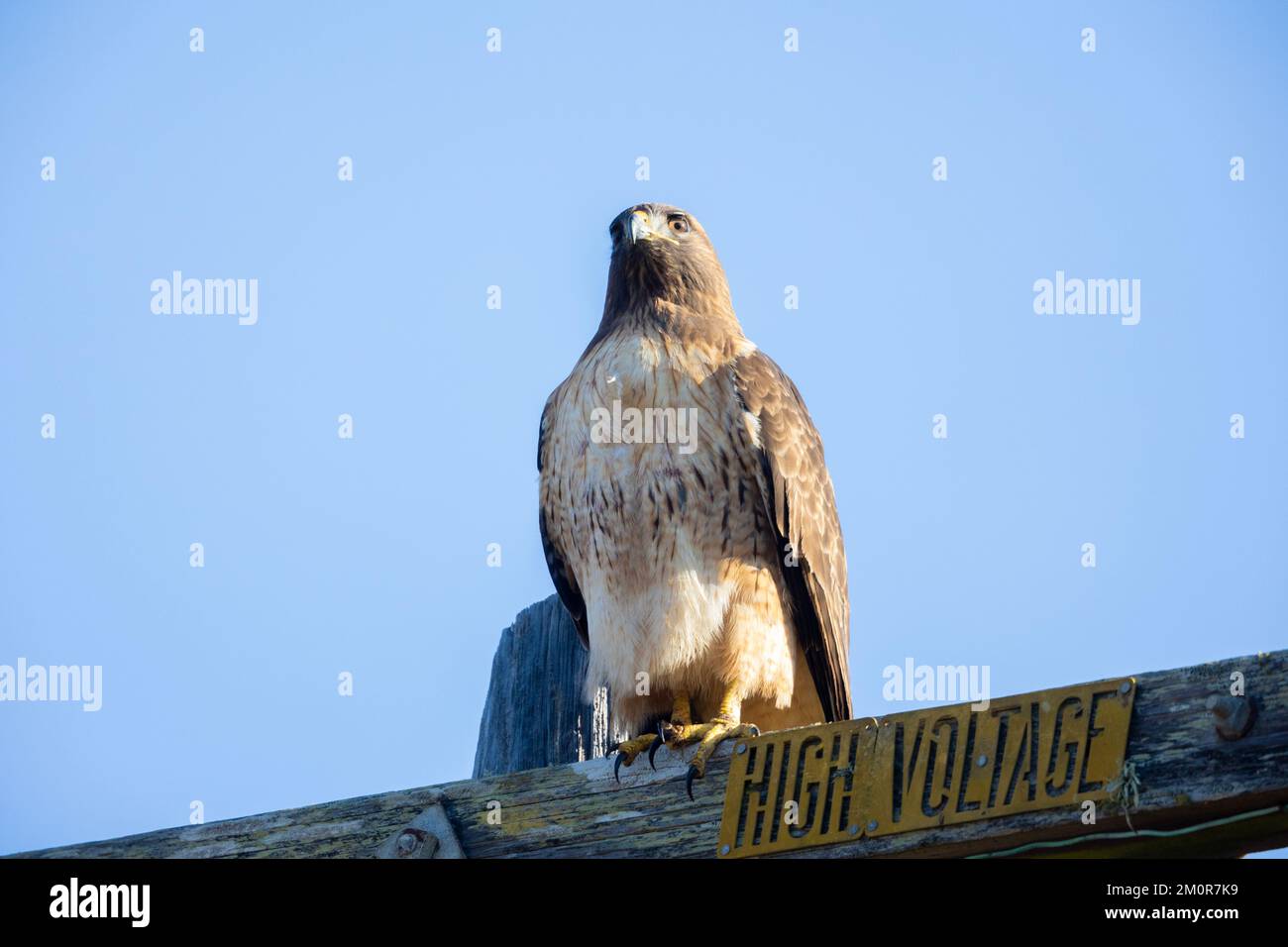 Red tailed Hawk on High Voltage Pole Stock Photo