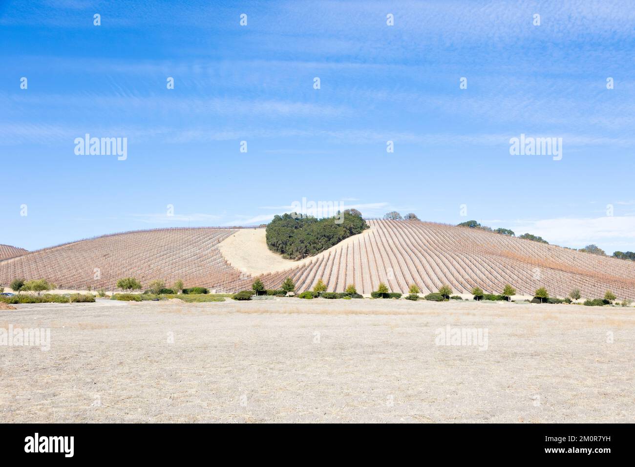 Grove of Trees in Shape of Heart in Middle of Vineyard Stock Photo