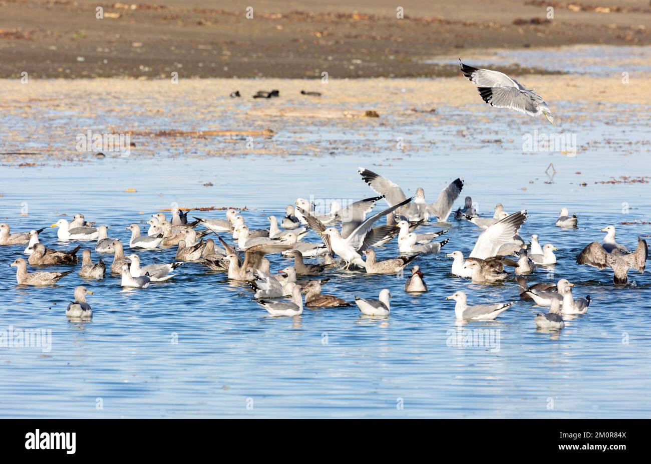Western Gulls Bathing in Fresh Water Pond Stock Photo