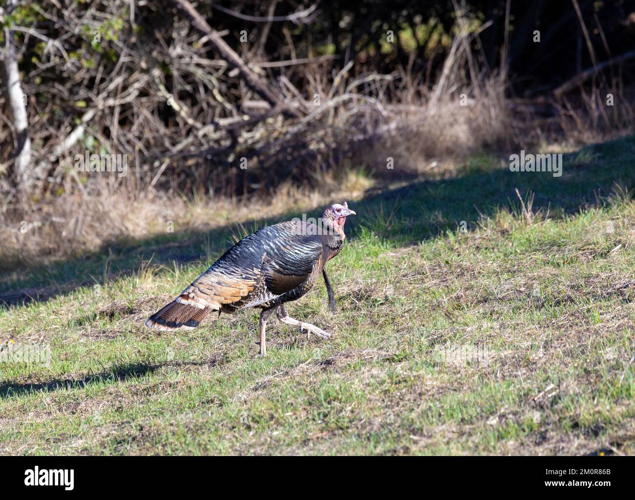 Wild Turkey Male Stock Photo