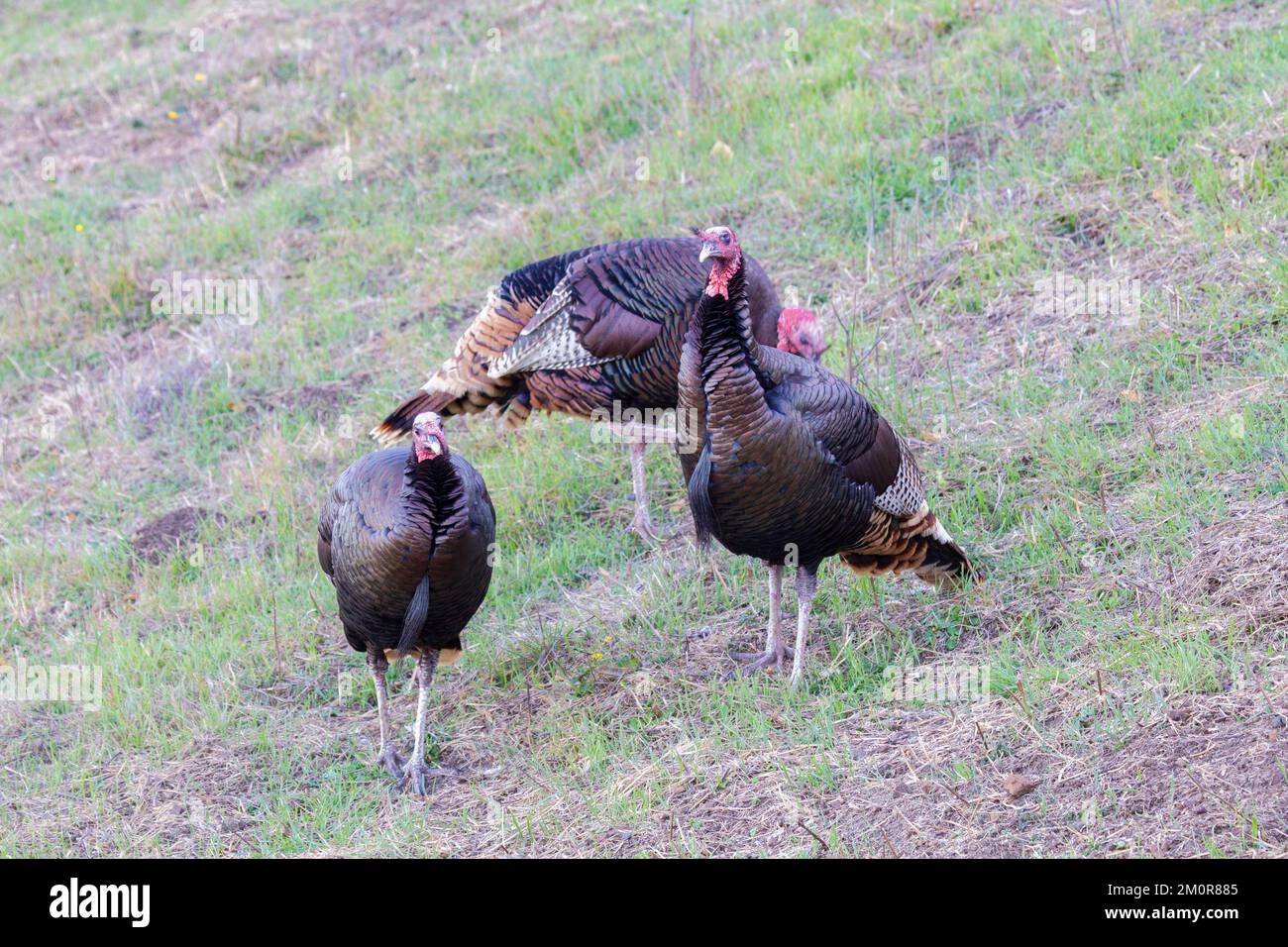 three Wild Turkeys Stock Photo
