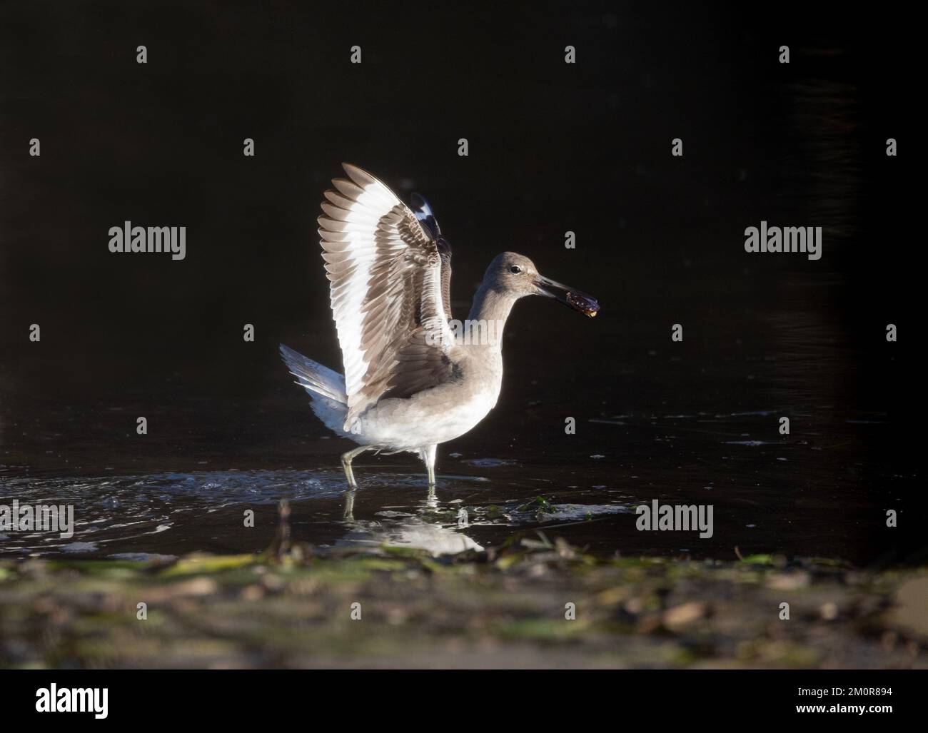 Willet Wings Up Carrying Crab Stock Photo