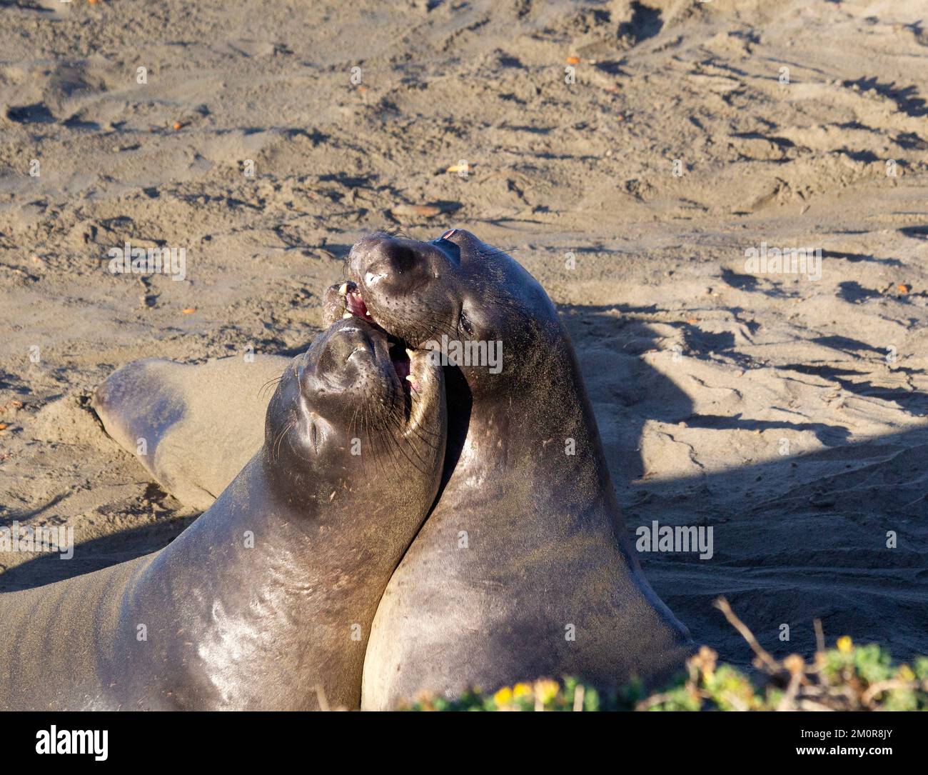 Young Elephant Seals Play Fighting Stock Photo