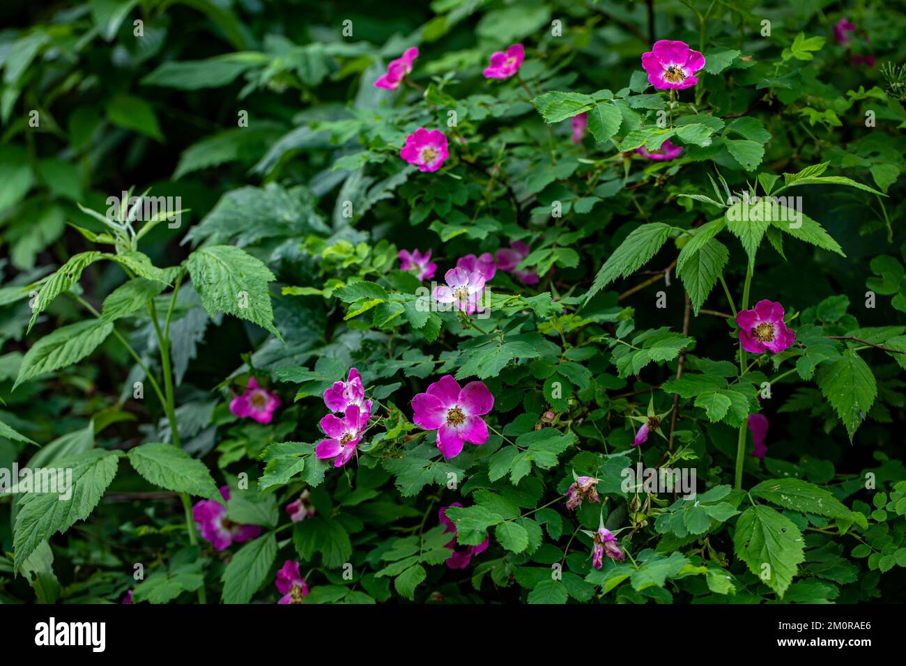 Rosa pendulina flower growing in mountains, close up Stock Photo