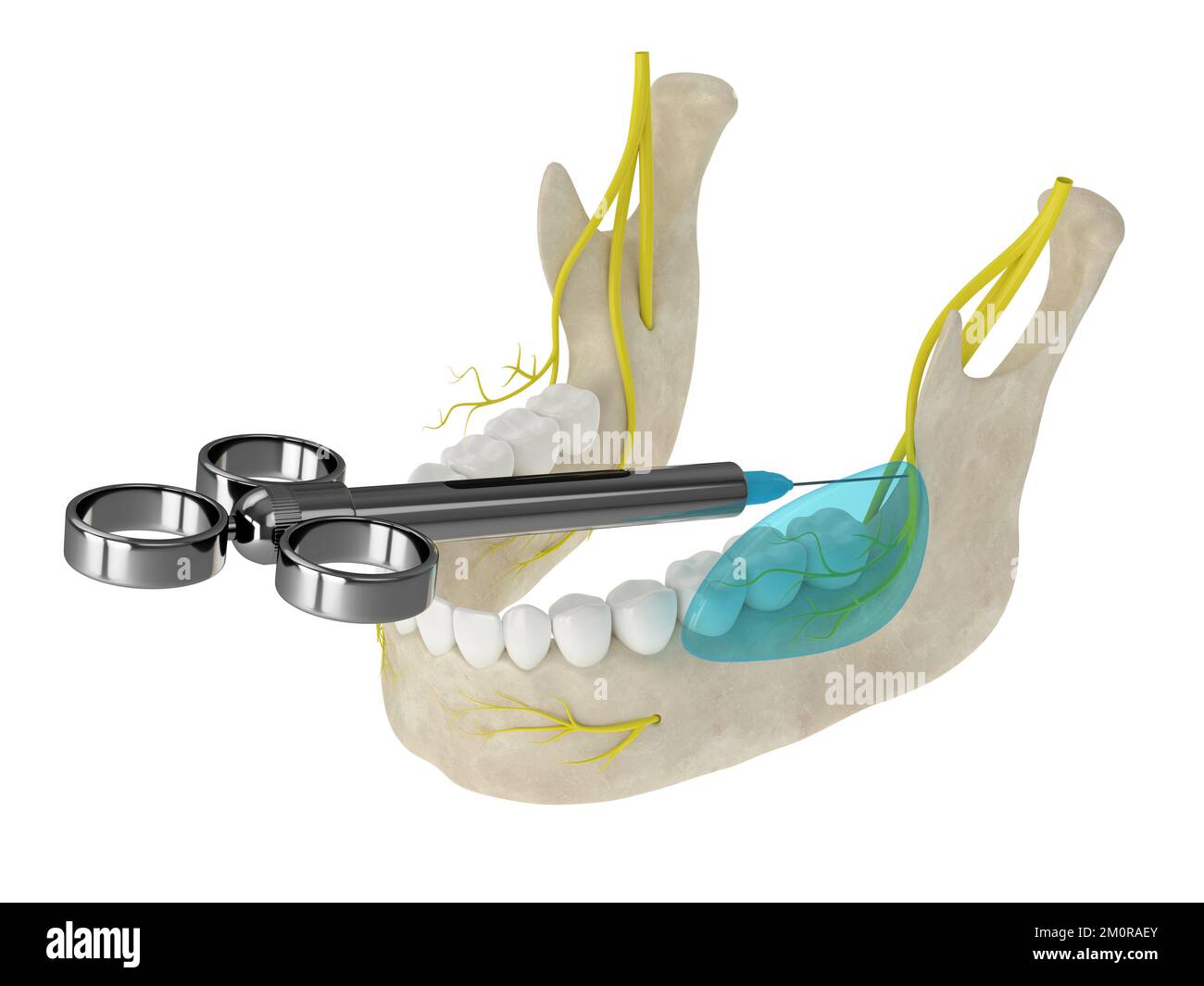 Mandibular nerve hi-res stock photography and images - Alamy