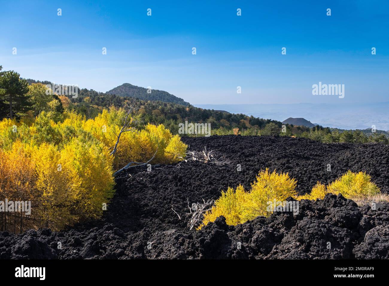 etna wilth the typical birch, catania, sicily Stock Photo