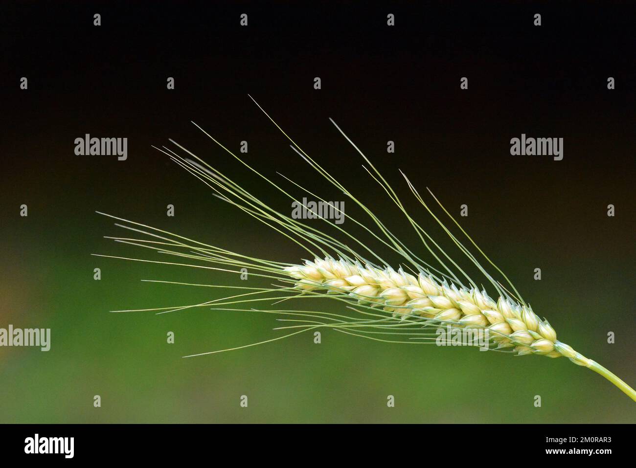 barley grass bird seed plant Stock Photo Alamy