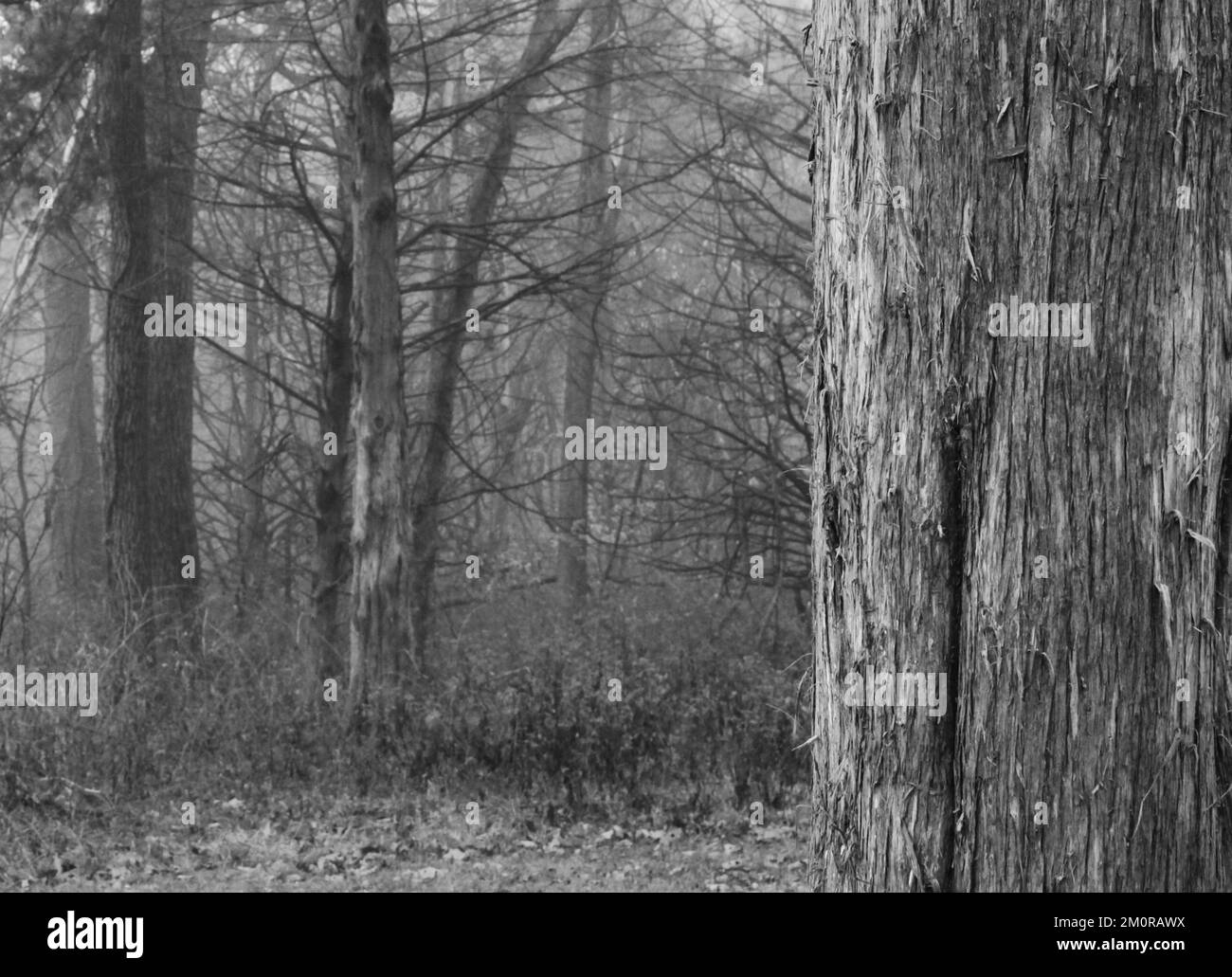 A mist of fog slinks through this mysterious forest in Midwest America leaving the aged cedar trunk at the foreground to anchor the scene. Stock Photo