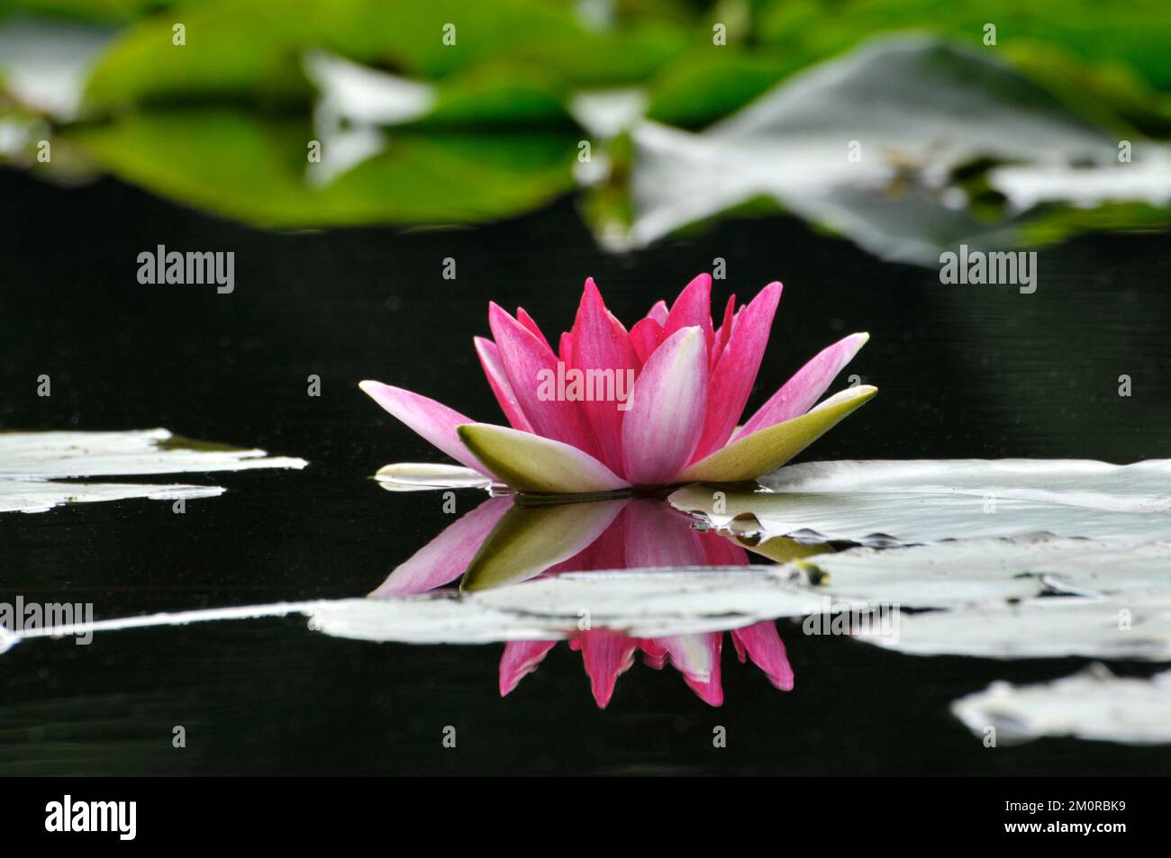 blossom waterlily flower in pond Stock Photo