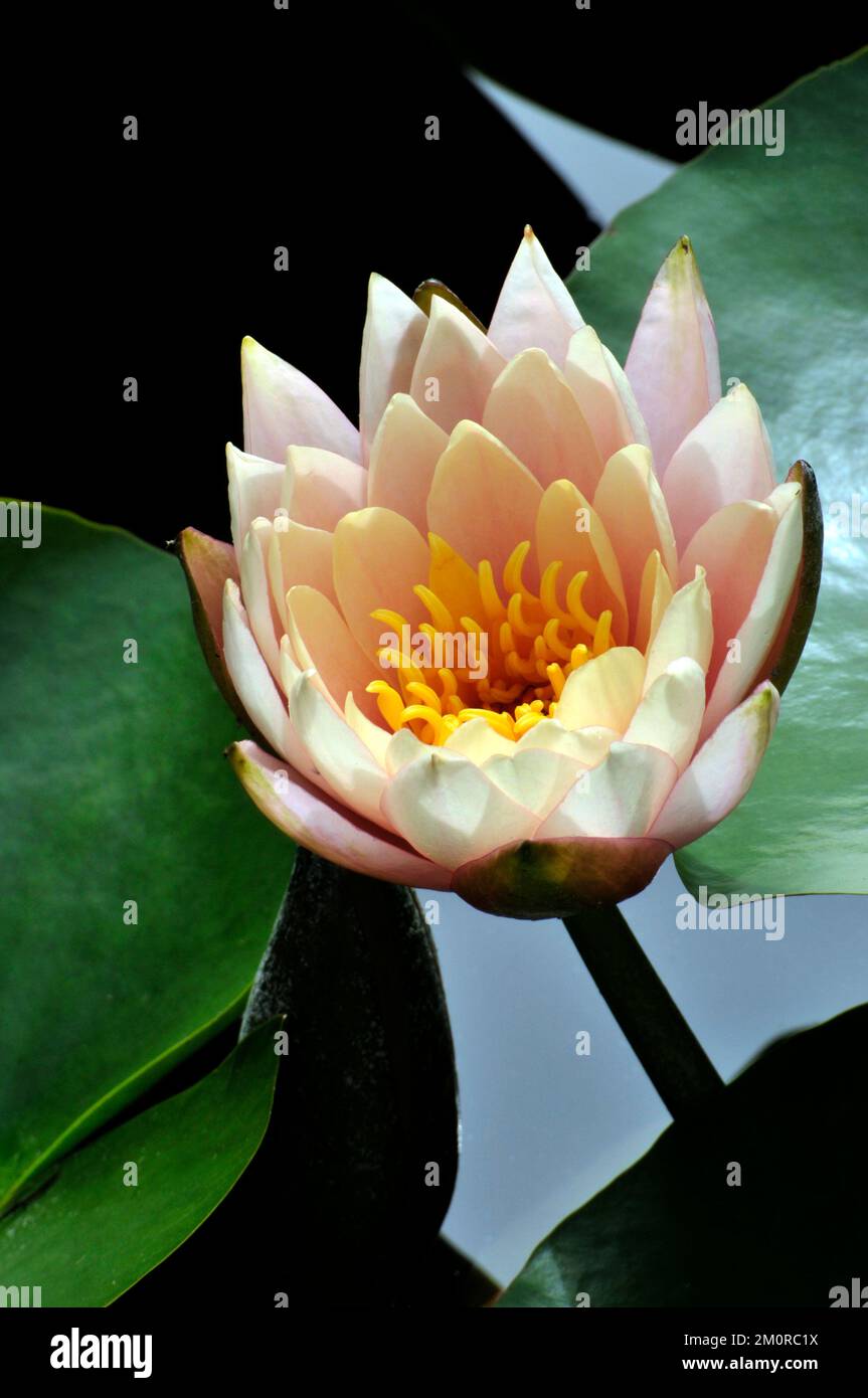 blossom waterlily flower Stock Photo