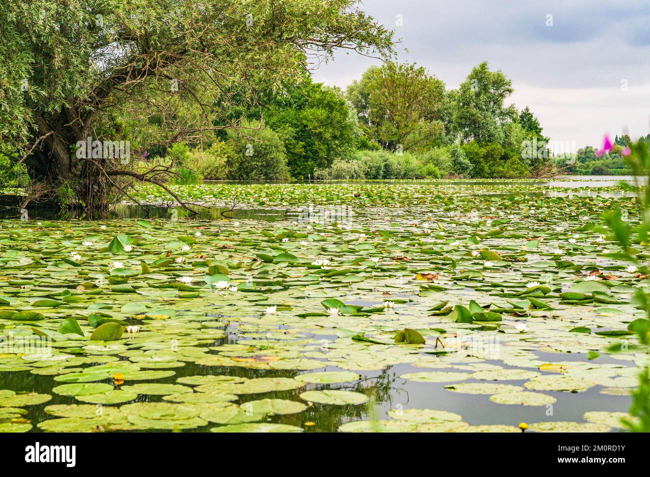 The Réserve Naturelle Nationale des Étangs du Romelaëre forms the central swamp area of the The Réserve Naturelle Nationale des Étangs du Romelaëre forms the central swamp area of the