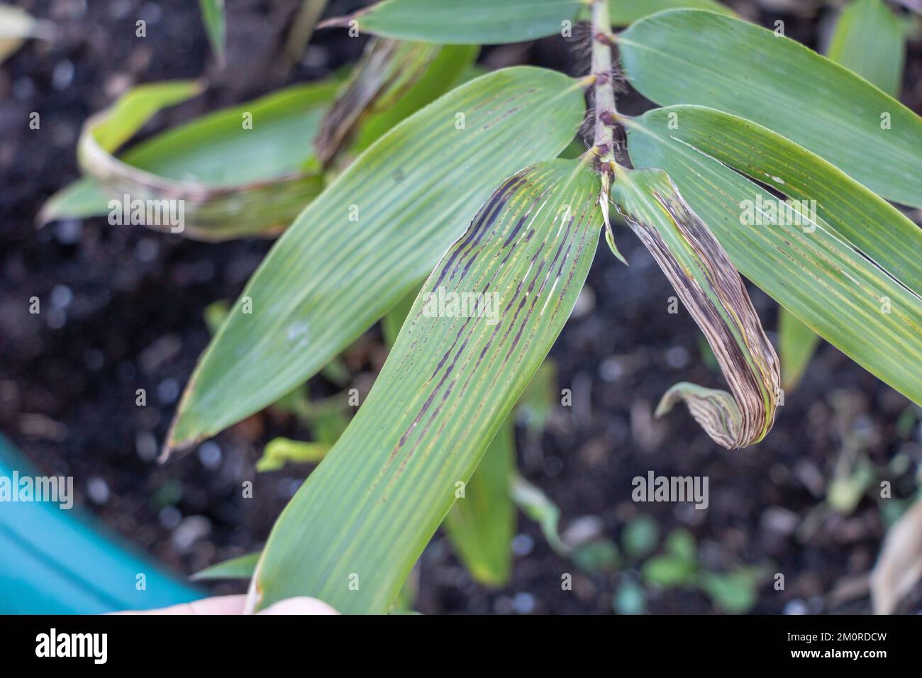 A bamboo plant with diseased leaves close up Stock Photo