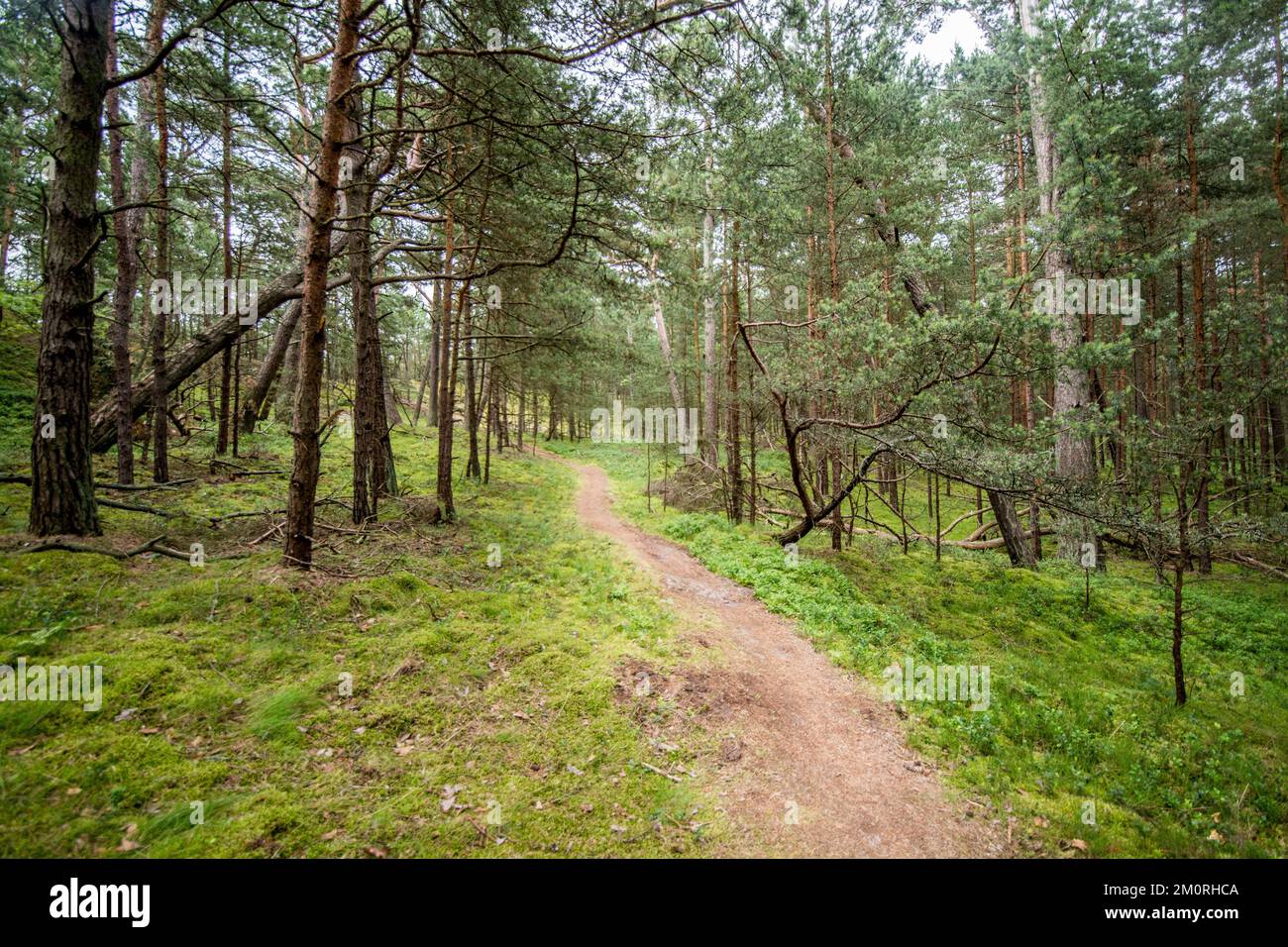 A forest path surrounded by dense trees Stock Photo - Alamy