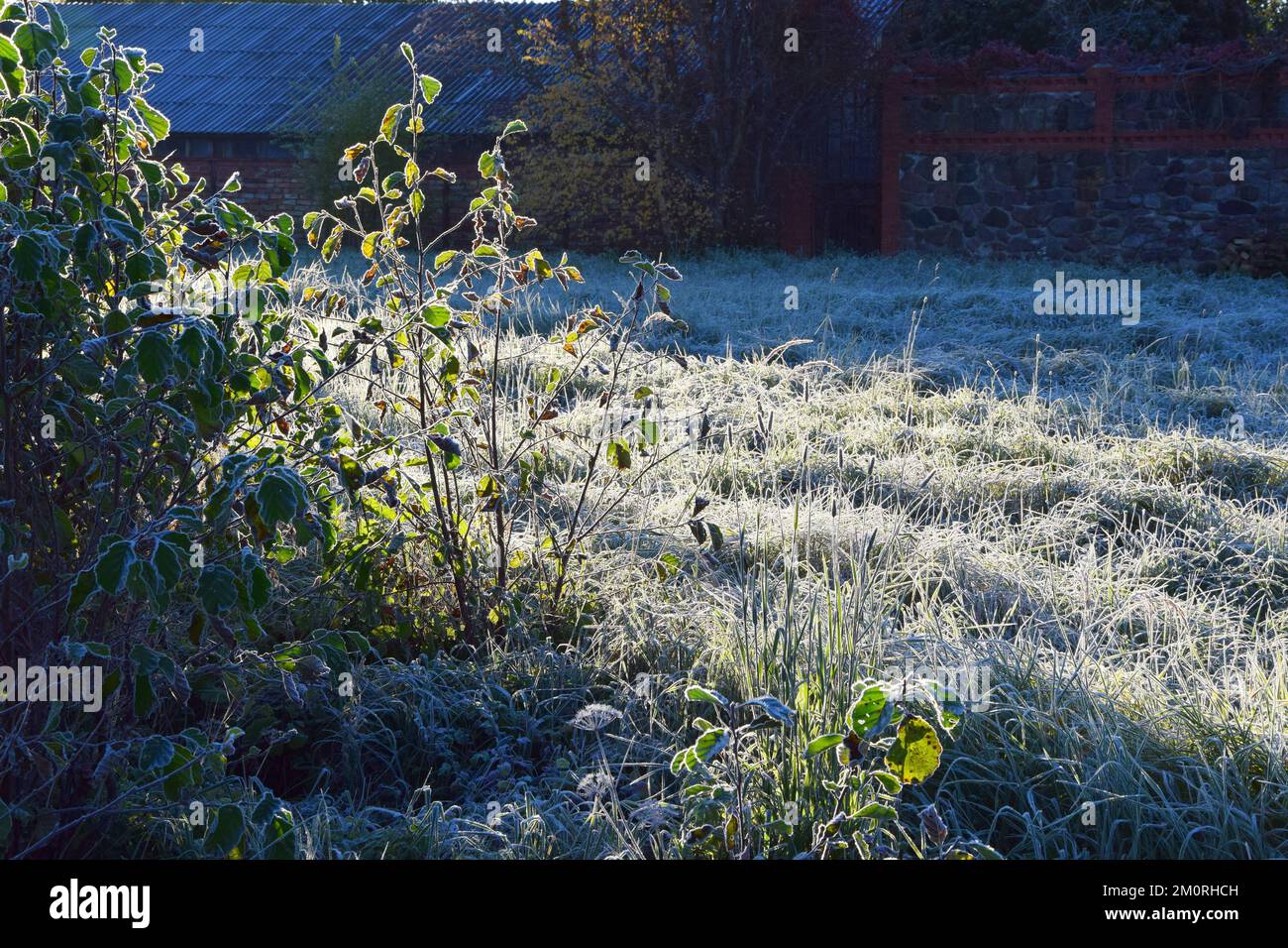 Dense nature greenery field hi-res stock photography and images - Alamy