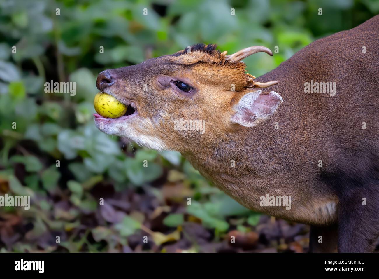 Reeves Muntjac Muntiacus reevesi in a North Norfolk garden eating fallen apples. Stock Photo