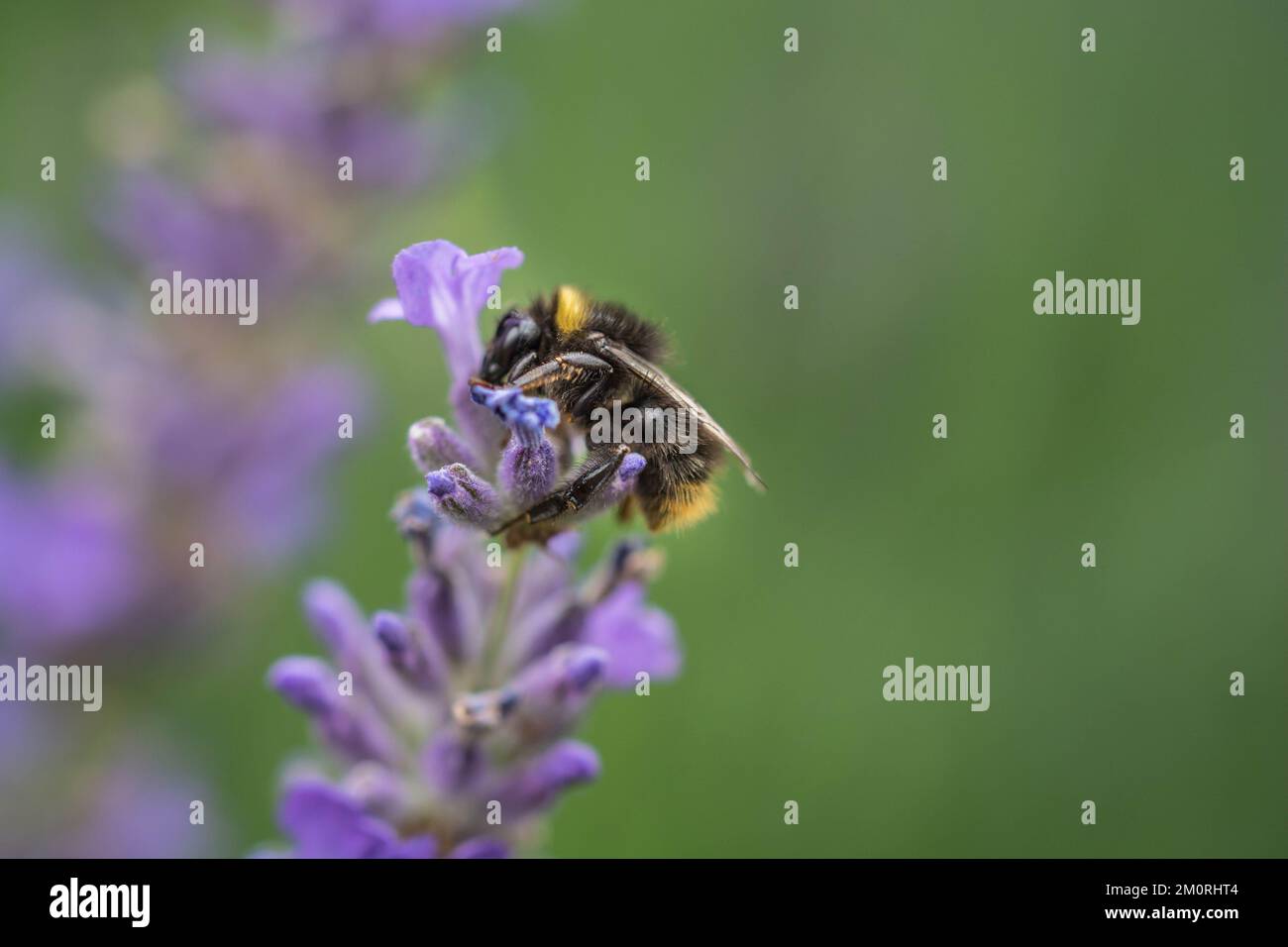 A bee sipping nectar from lavender Stock Photo