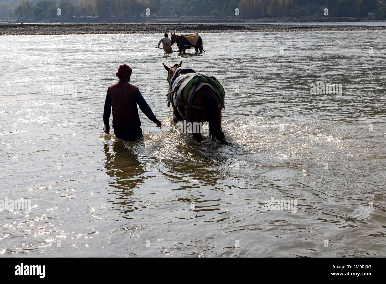 walking behind his horse in the river water to bring construction sand from the river. Silhouette of a man waking with his horse in the river early in Stock Photo