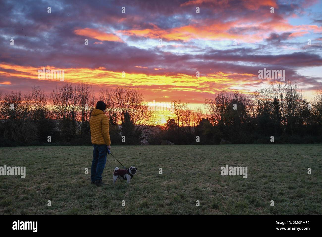 Wadebridge, Cornwall, UK. 8th December 2022. UK Weather. Dennis the Pug out for his morning walk at sunrise,  after a very cold night in North Cornwall. Credit Simon Maycock / Alamy Live News. Stock Photo
