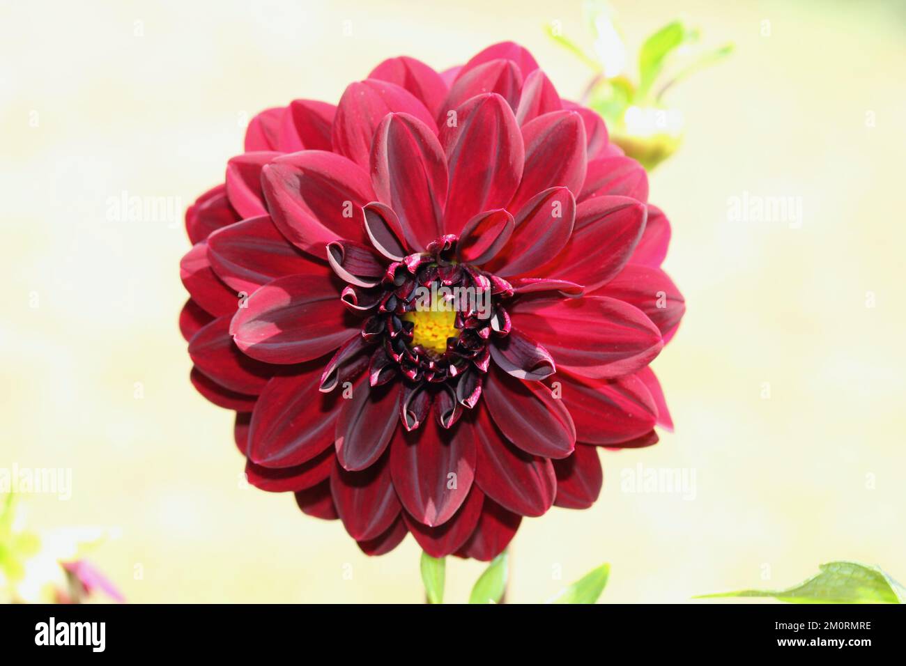 The dahlia (Dahlia), is a genus of flowering plants in the sunflowe…
