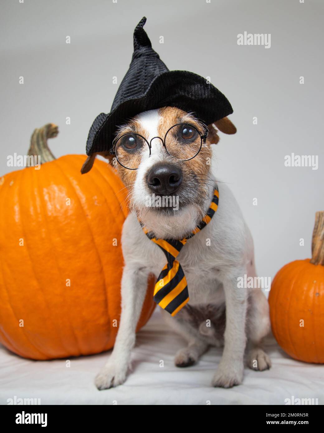 Jack russell terrier dog dressed as Harry Potter sitting amongst pumpkins Stock Photo