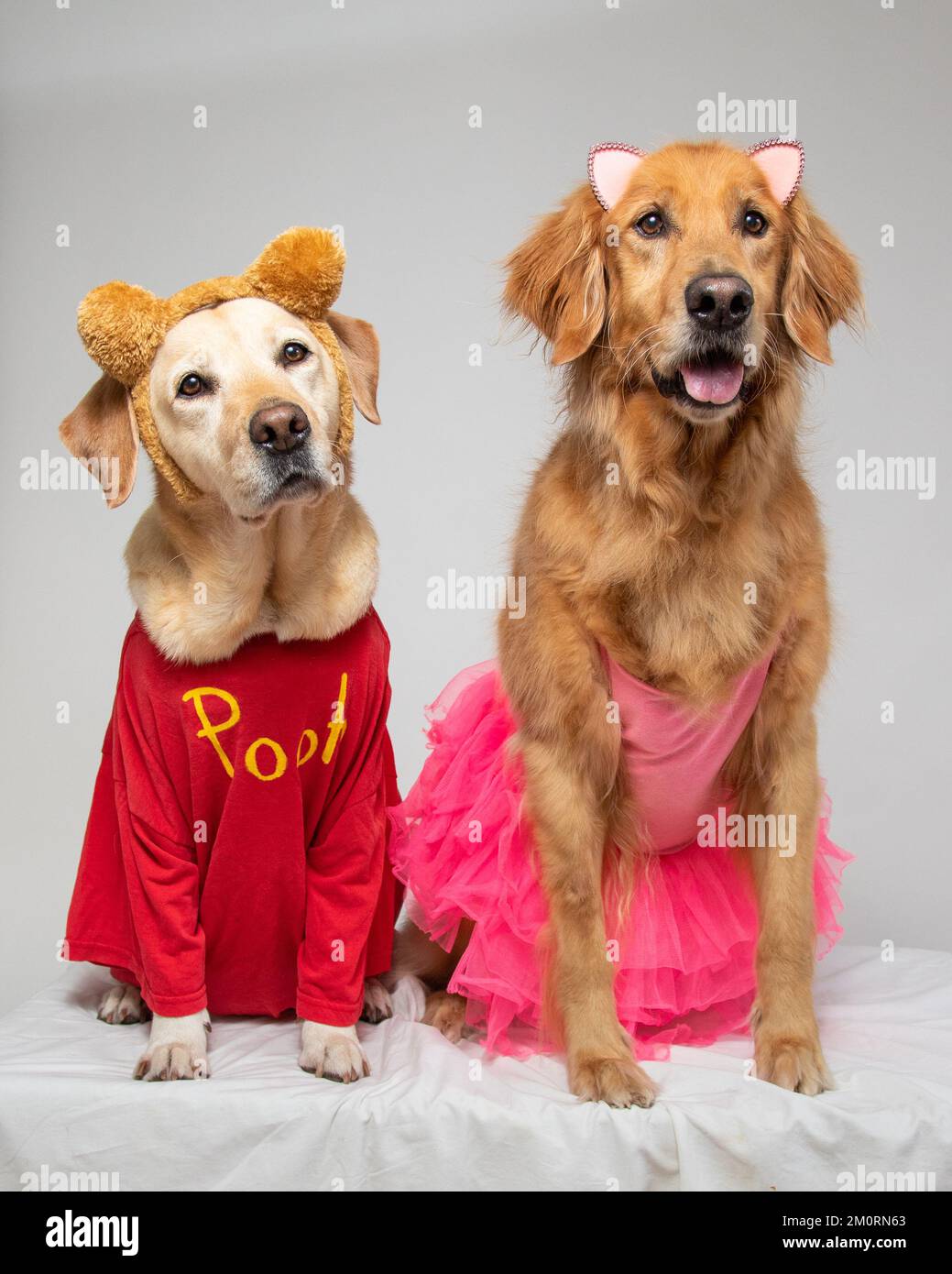 Golden retriever and labrador retriever sitting side by side dressed at pooh bear and piglet Stock Photo