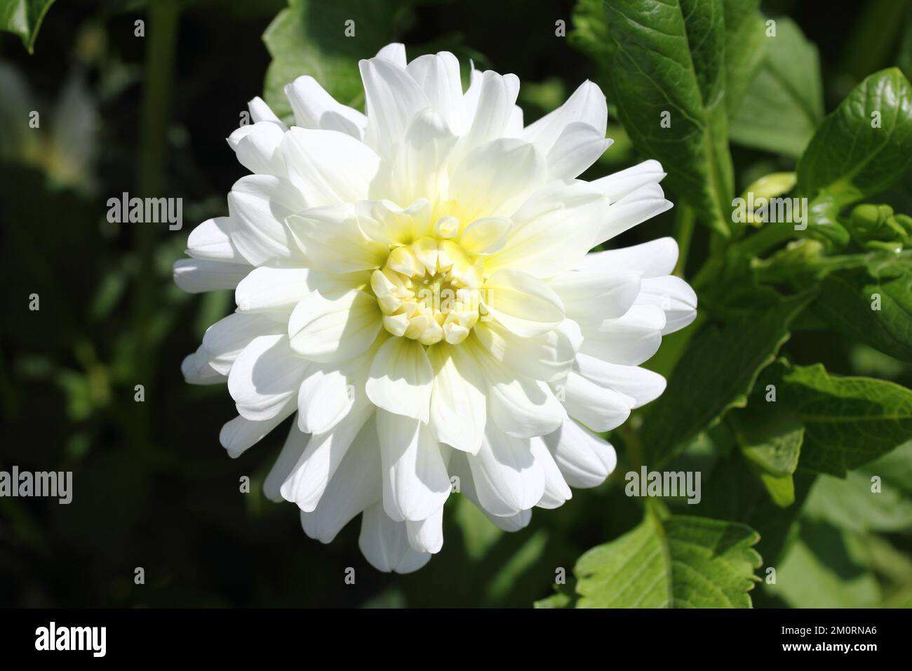 The dahlia (Dahlia), is a genus of flowering plants in the sunflower ...