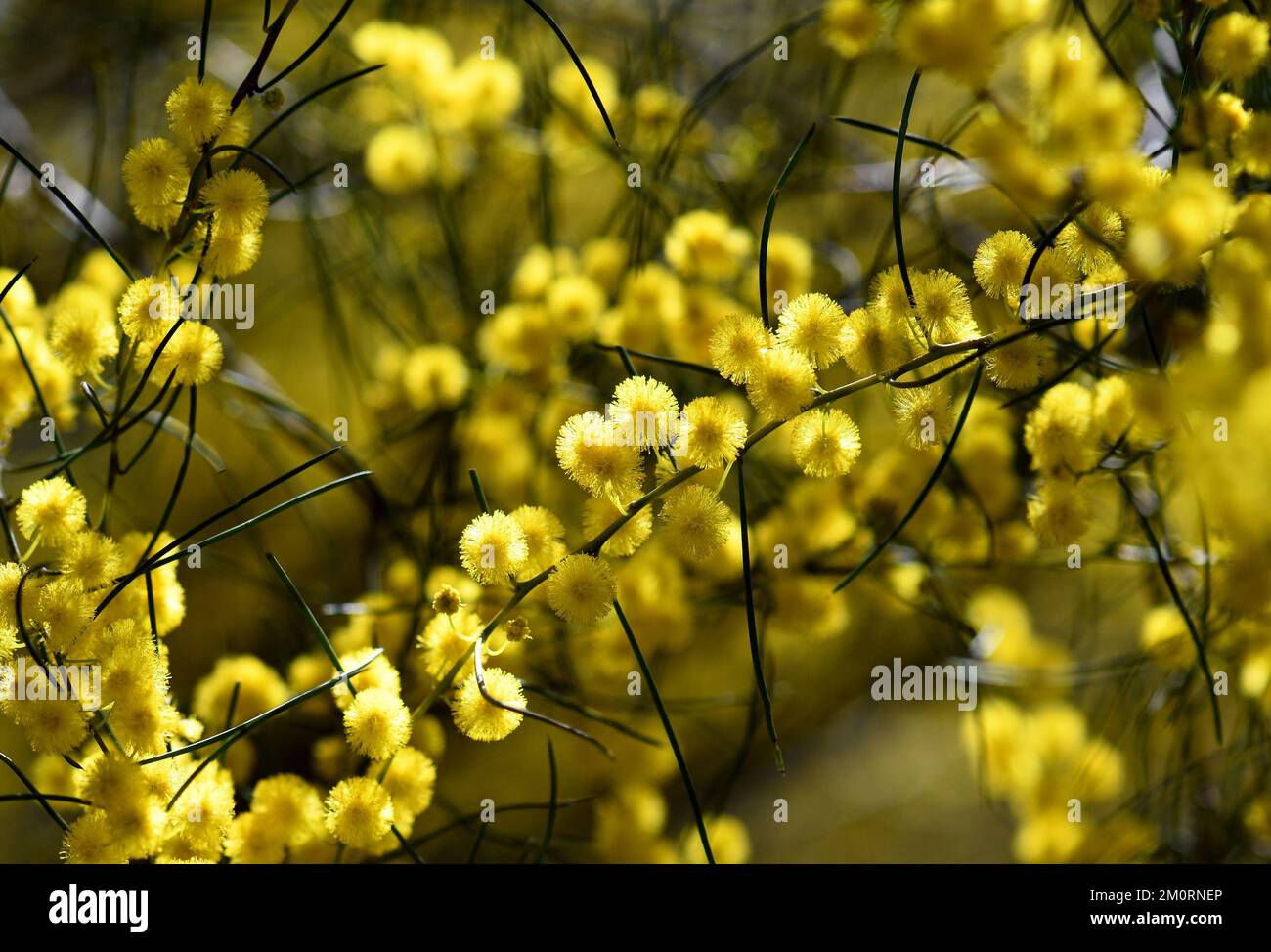 Yellow flowers of the Australian native Needle Wattle, Acacia havilandiorum, family Fabaceae, Mimosoideae. Endemic to NSW and South Australia mallee Stock Photo