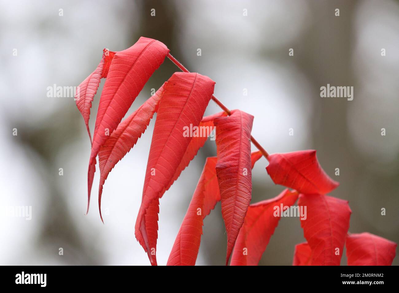 A closeup of staghorn sumac red leaves against the blurred background Stock Photo