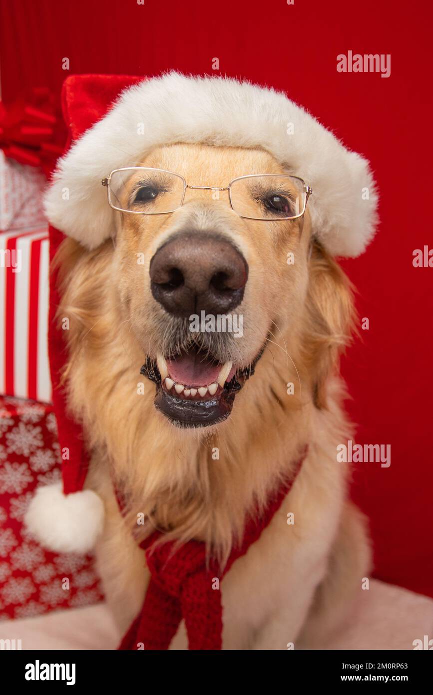 Golden retriever wearing glasses, santa hat and scarf sitting next to a stack of Christmas gifts Stock Photo