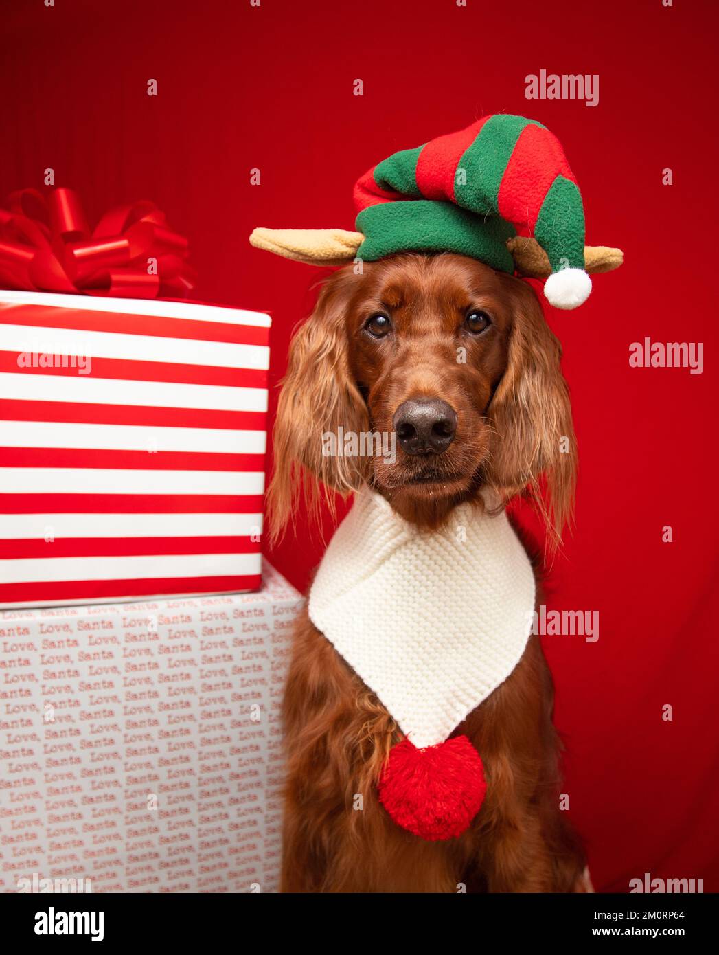 Portrait of an Irish Setter dressed as a christmas elf sitting next to a stack of christmas gifts Stock Photo