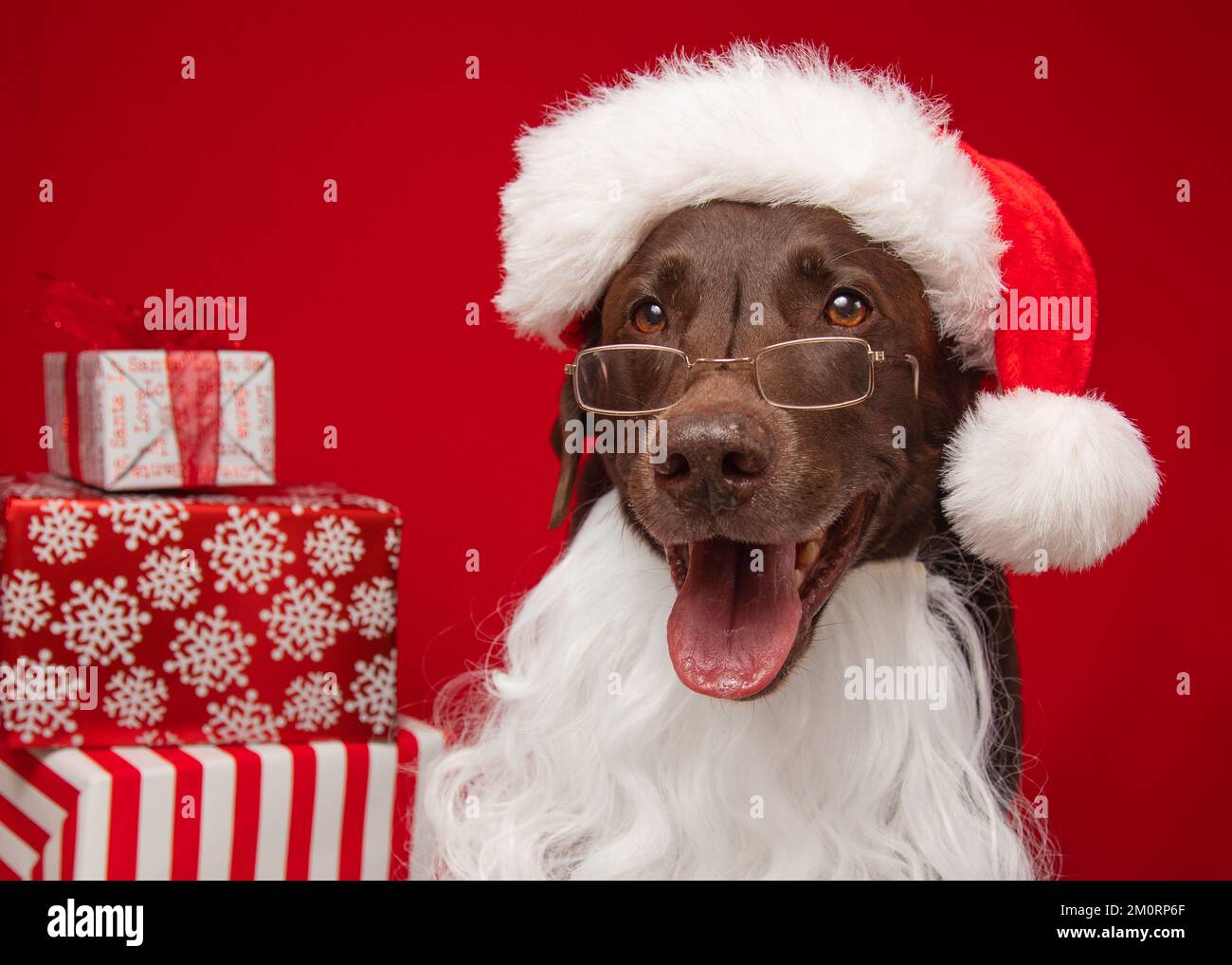Portrait of a Chocolate Labrador retriever dressed in a santa hat, beard and glasses sitting next to a stack of Christmas gifts Stock Photo