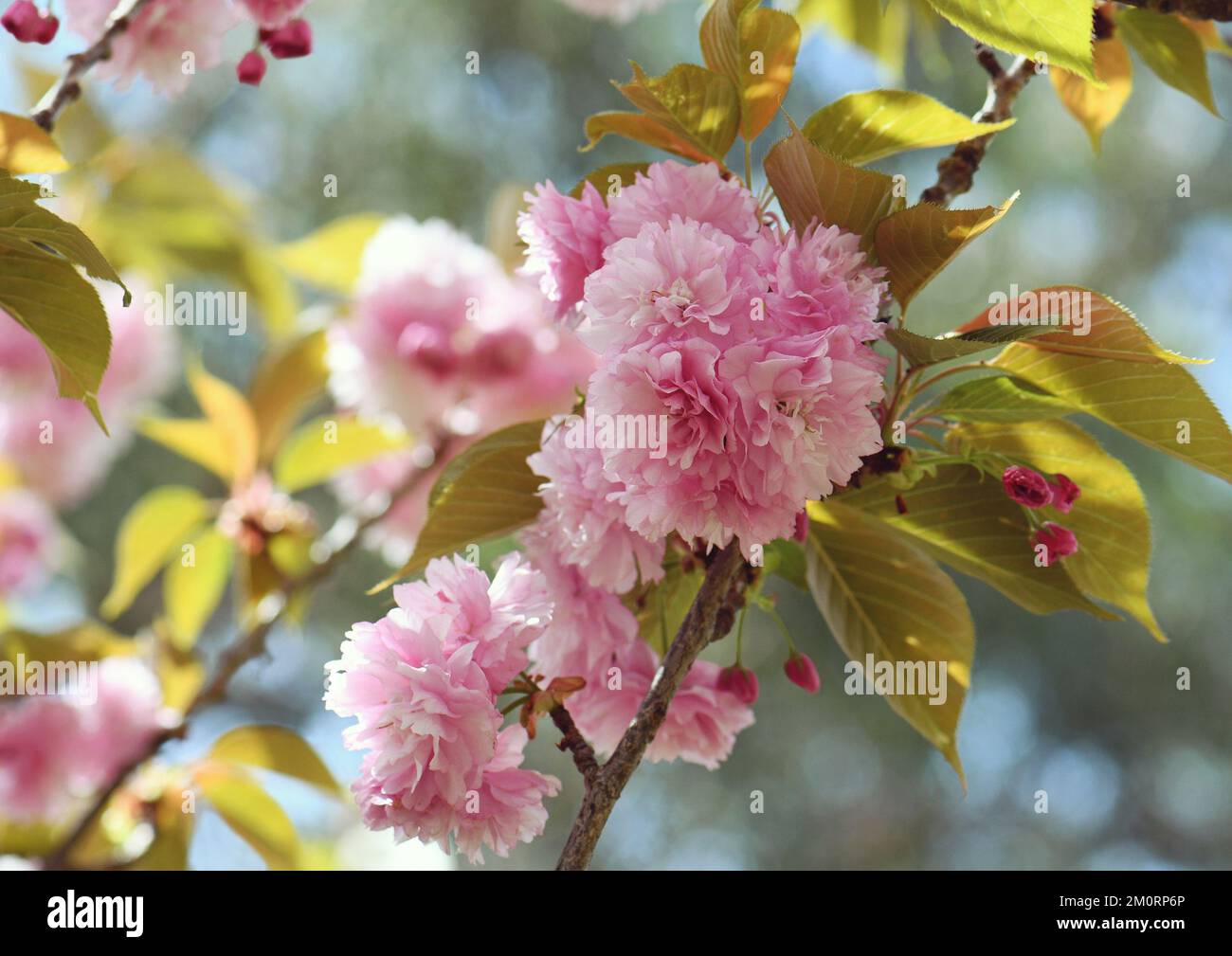 Beautiful floral spring background of double flowers of the Pink Flowering Cherry, Prunus serrulata Kanzan variety, family Rosaceae. Sekiyama Stock Photo