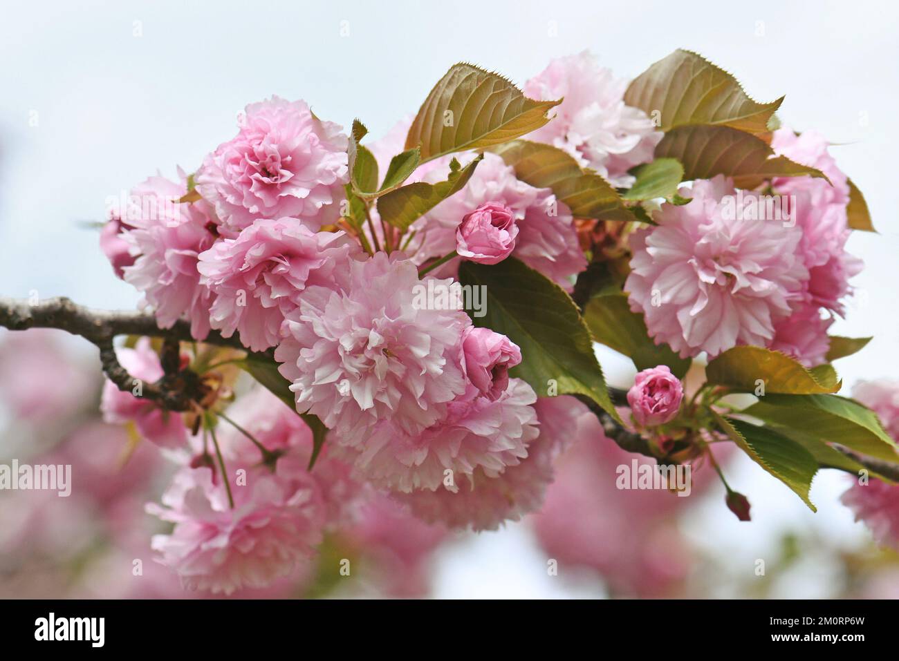 Beautiful double flowers of the Pink Flowering Cherry, Prunus serrulata Kanzan variety, family Rosaceae, blooming in spring. Also known as Sekiyama Stock Photo