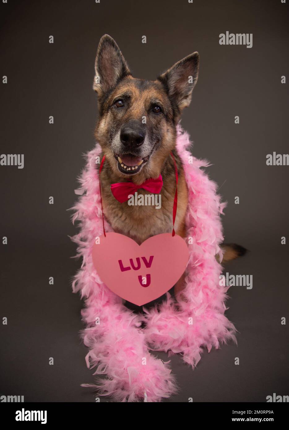Portrait of a german shepherd wearing a bow tie, pink feather boa and a heart shaped  sign saying luv u Stock Photo