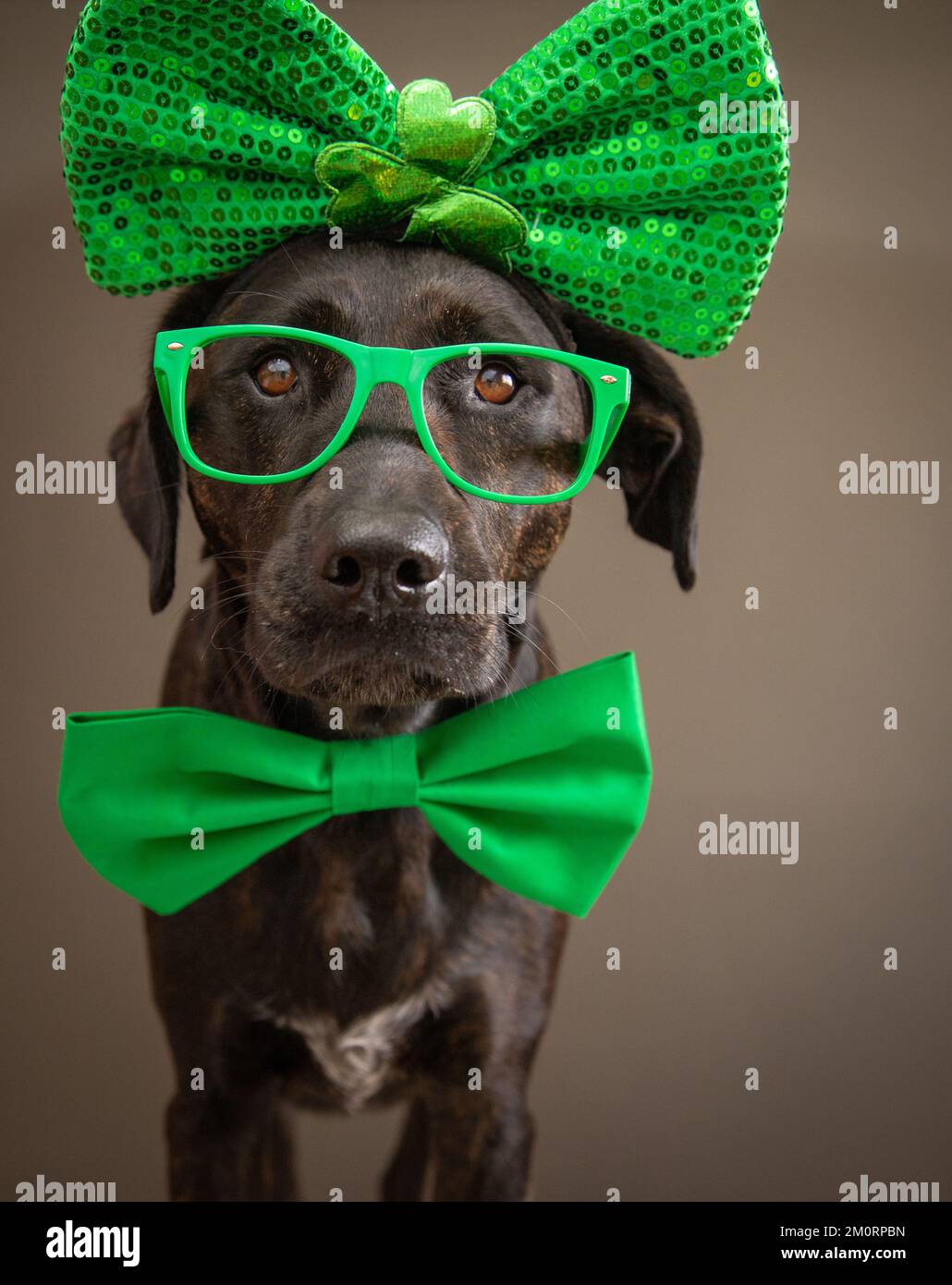 Portrait of a black retriever mix dog wearing a green bow tie, gasses and headband with a bow for St Patrick's Day Stock Photo