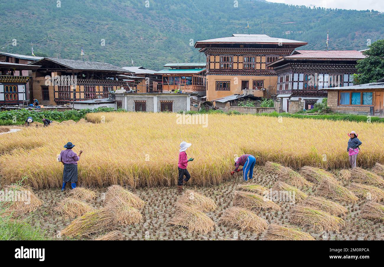 Female farmers in Lobesa village near Punakha on the Trans Bhutan Trail Stock Photo