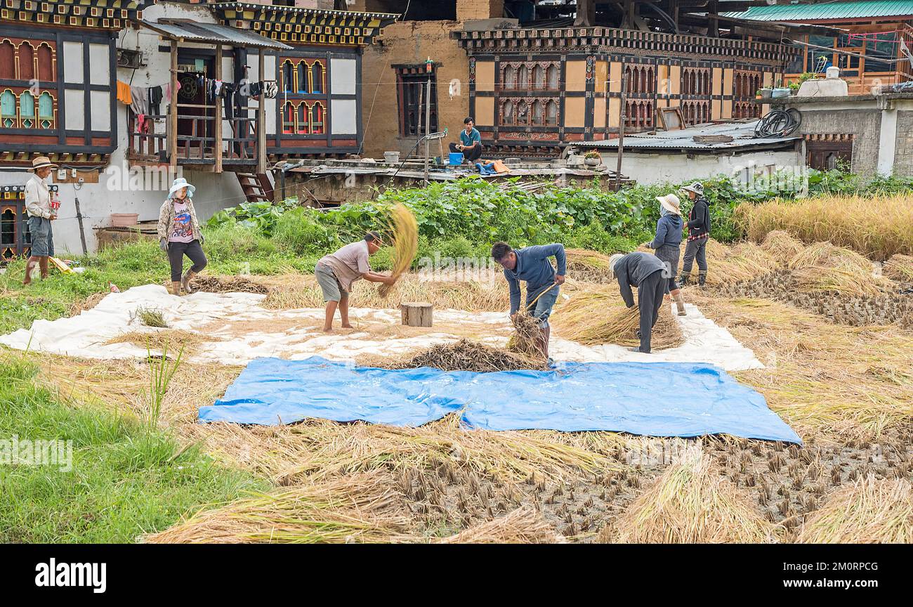 Farmers in Lobesa village near Punakha on the Trans Bhutan Trail Stock Photo
