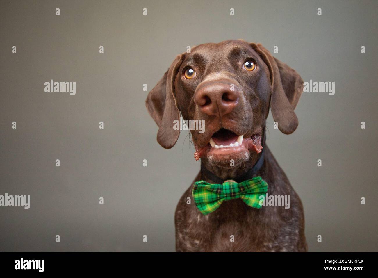 Portrait of a liver roan German Shorthaired Pointer wearing a green bow tie Stock Photo