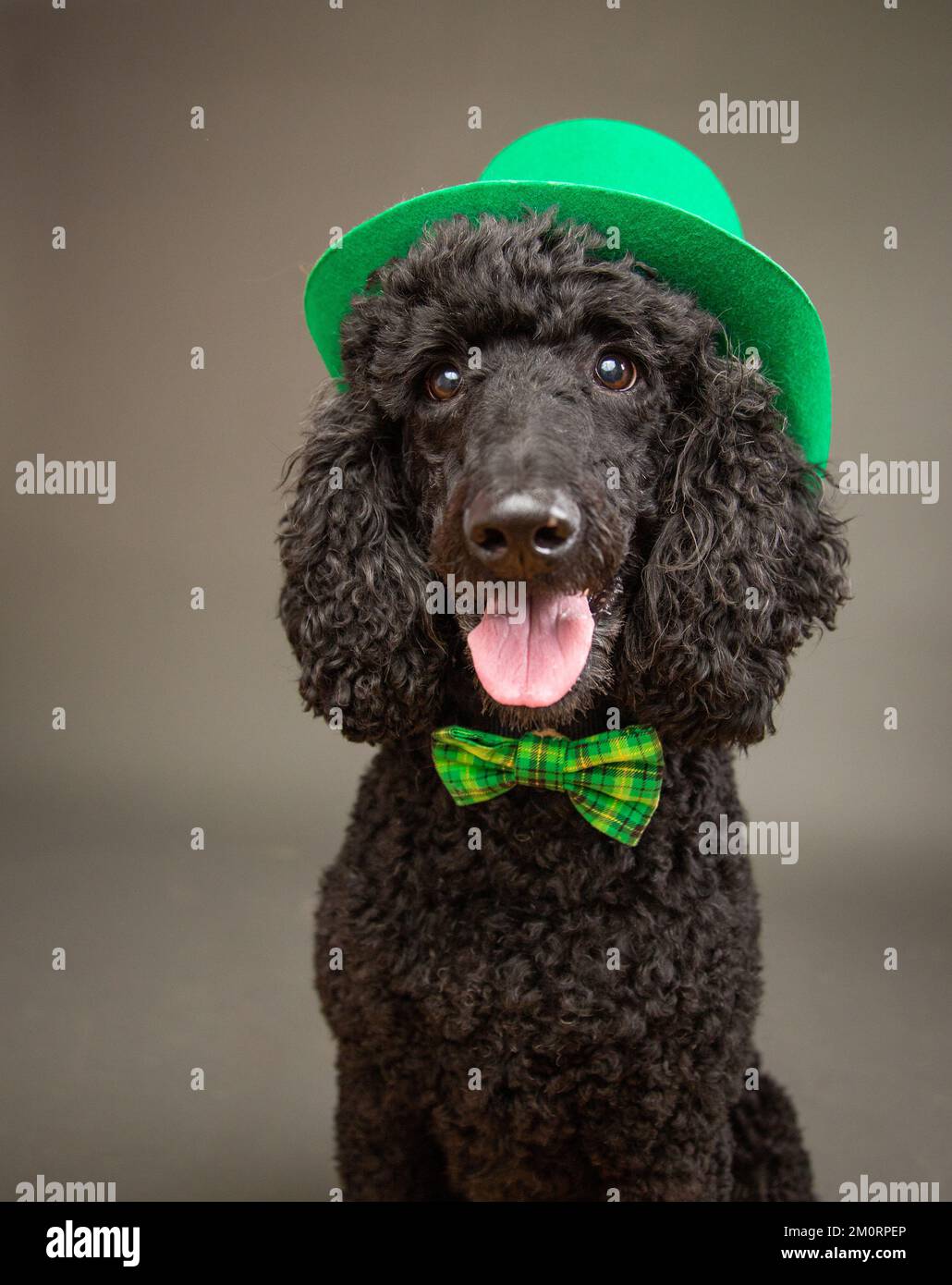 Poodle with hat and bow tie hi res stock photography and images Alamy